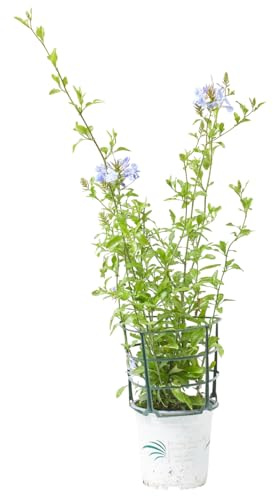 Verdecora Jazmín Azul | Planta natural de exterior en maceta de 3L | Plumbago Azul - Plumbago del Cabo - Jazmín del Cielo | Planta trepadora | Planta natural de exterior con flor |