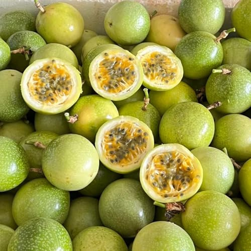 maracuja semi decorativi granadilla esotico giardino balcone giardino rocce nana perenni 850pcs