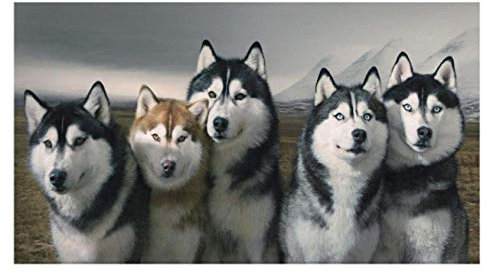 RUIYANMQ Leinwand Bild Siberian Husky Wandkunst Poster Druck Badezimmer Schlafzimmer Wohnzimmer Home Decor Geschenk Jt239Wk 40X60Cm Rahmenlos