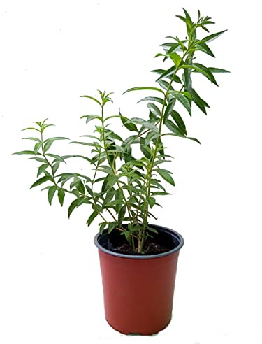 Hierbaluisa NATURAL Planta con Maceta de 14cm