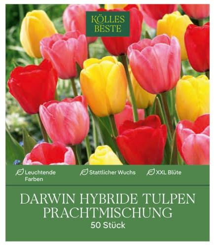 Darwin Hybride Tulpen Prachtmischung - Zwiebelgröße 11/12-50 Zwiebeln in der Packung - Blütenpracht in vielen Lieblingsfarben - Kölle's Beste