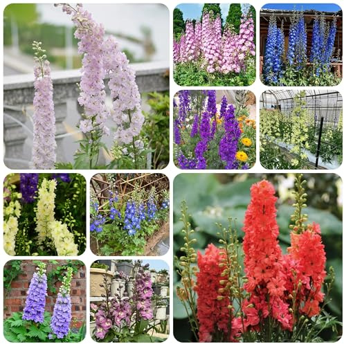 semi di delphinium, delphinium ornamentali decorazione primaverile, selvatici, ombra to perenni 1000pcs