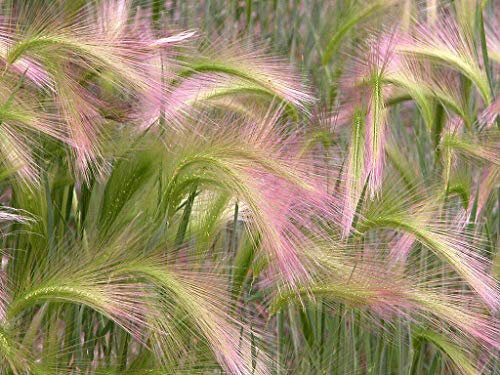 25 Ornamental Squirrel Grass Seeds - Hordeum Jubatum - Foxtail Barley - 25 Seeds