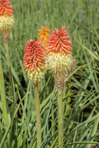 Kniphofia x praecox 9x9 cm Topf – Winterhart, Mehrjährig, Pflegeleicht – Fackellilie – Staude für Beet & Steingarten