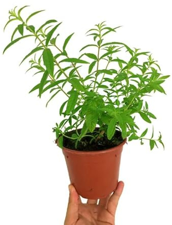 Verbena de Indias - HIERBALUISA - Planta Aromática - Planta para Infusión