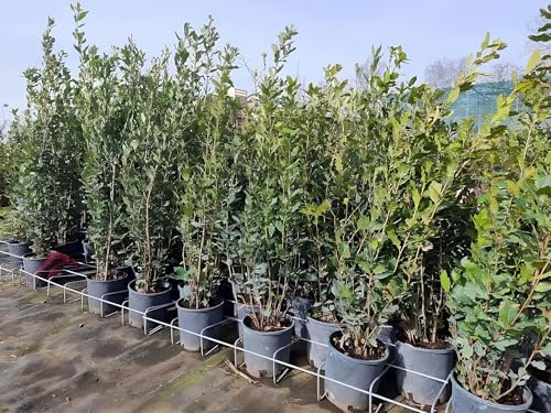 Leccio Elce Quercus ilex pianta sempreverde in vaso ø24 cm h 1 metro circa Albero Vero Vivaio di Castelletto