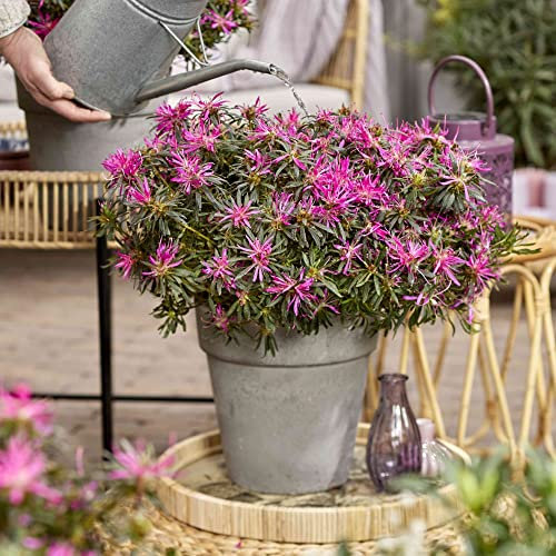 Compact Azalea Rhododendron Plants 'Starstyle' Lilac Blooms Hardy Perennial Easy to Grow Your Own Garden Flowers Potted Plants by Thompson & Morgan (1x 10.5cm Pot)