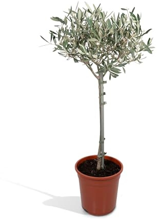 Olea