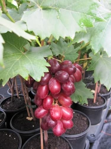 Vitis vinifera Attika - rötlich-blaue Weinrebe - kernarme - sehr mehltaufeste Sorte