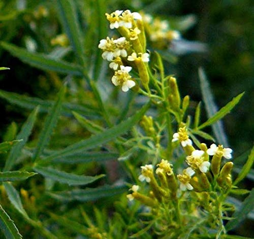 Portal Cool Tagetes minuta - Huacatay - Riesengewürztagetes - 550 semi freschi