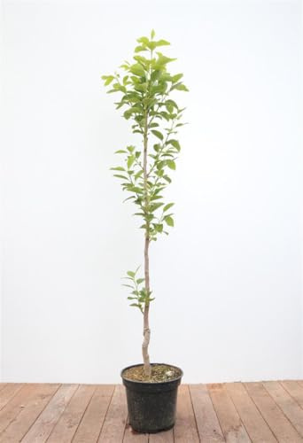 Diospyros kaki 'Vaniglia' 125–150 cm – Mehrjährig, Pflegeleicht – Kaki Kakipflaume – Obstbaum für Garten & Kübel