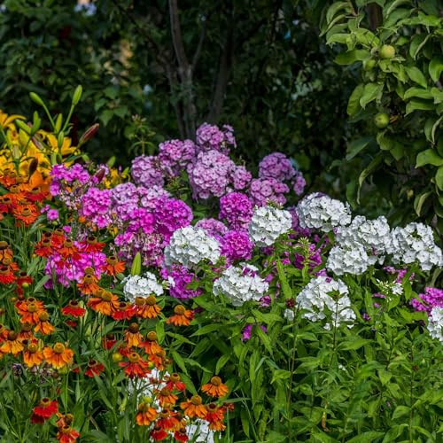 Eden Brothers Perennial Phlox Seeds - Garden Phlox Mix