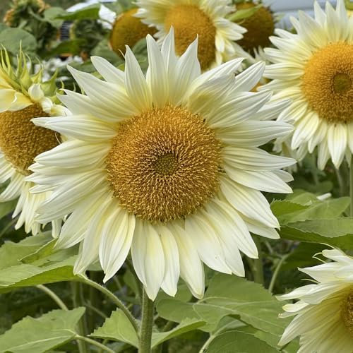 Sunflower Pro Cut White Lite F1 Seeds - Innovative Colour - Easy-to-Grow Pollen-Free Blooms - Versatile Blonde Shades for Indoor Elegance - 1x Seed Packet by Thompson & Morgan