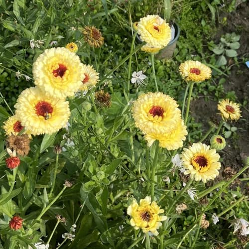 Semillas de caléndula officinalis - regalos sostenibles para mujeres Semillas de caléndula - regalos para jardineros semillas de cobertura del suelo resistentes 500pcs