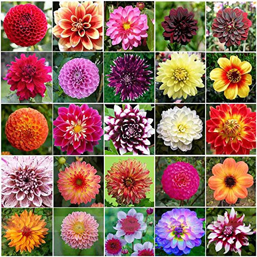 Nouveaux Types De Graines De Fleurs De Dahlia Résistantes À La Chaleur Et Résistantes À La Chaleur Paquet De 100 Graines