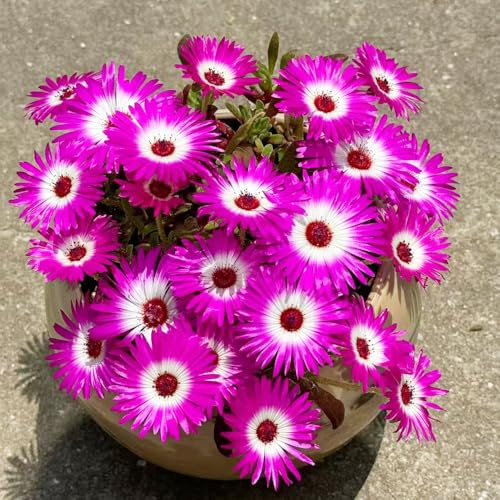 mittagsblume - dekopflanzen steingartenpflanzen winterhart pflanzensamen bonsai topf blumensaat bodendecker winterhart mehrjährig zimmerpflanzen dachbegrünung hochbeet balkon 350samen