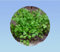 200 graines de Cerfeuil Commun - Anthriscus Cerefolium