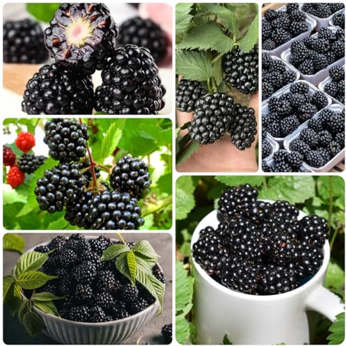 brombeeren - schnell wachsende sträucher brombeeresamen anzucht grünpflanzen zimmerpflanzen zimmerpflanzen für sonnige plätze nachhaltige geschenke obstbäume bonsai spalierobst 350samen
