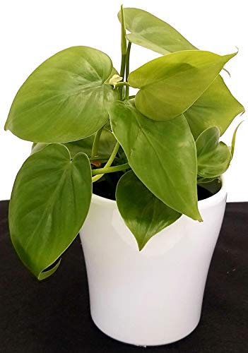 POWERS TO FLOWERS - PHILODENDRON SCANDENS IN VASO CERAMICA BIANCO, pianta vera