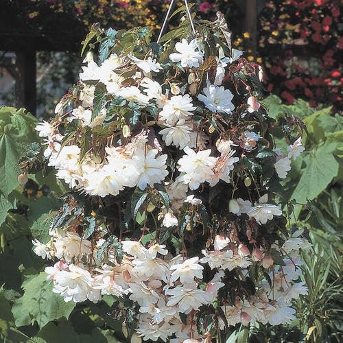 Buy4seeds Begonia Illumination White 20 pelleted Seeds Easy to Grow
