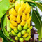 Haloppe Confezione da 300 semi di banano nano per piantare il giardino domestico, semi di banano nano semi di banano mini per giardino Giallo