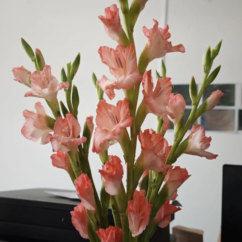 gladioli decorazione soggiorno di gladiolo da balcone, decorative in vaso da appartamento forniture giardino mini decorazione giardino balcone rizoma 5bulbi