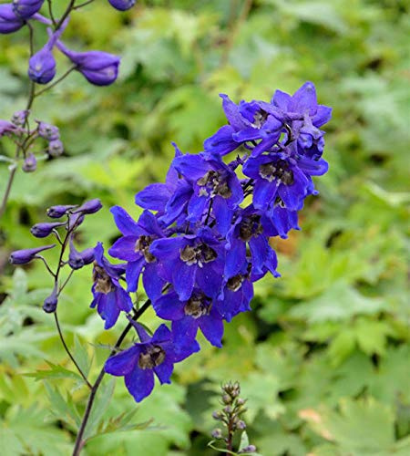 Rittersporn Black Knight - Delphinium pacific - lebende Gartenpflanze aus den Baumschulen