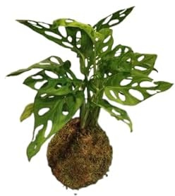 DECOALIVE Kokedama de Monstera Adansonii – Planta de Interior con Estilo Japonés