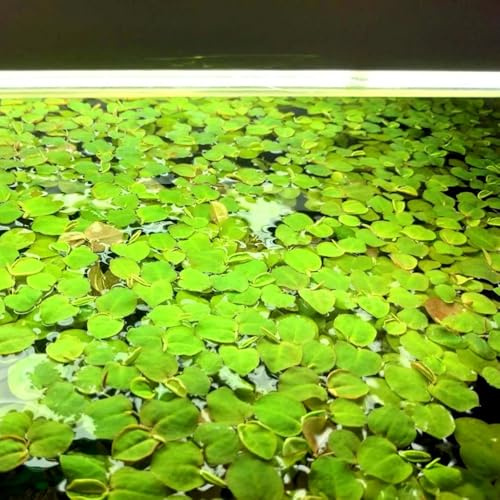 Semi di lenticchia d'acqua acquatiche mini laghetto、vaso per perenni resistenti e perenni da appartamento a crescita rapida d'acquario,500pcs