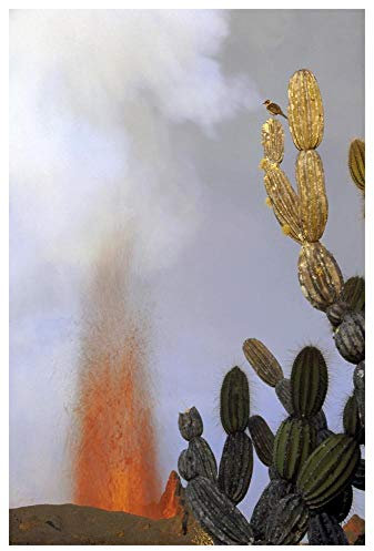 Artworks Italia Galápagos ruiseñor encima de candelabro gigante cactus cerca de erupción, Galápagos, arte de papel, 42 x 62 pulgadas