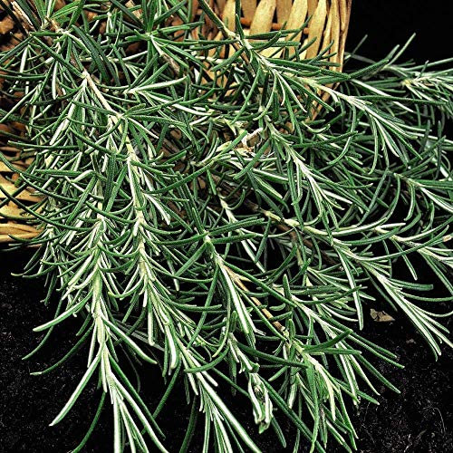 Rosemary herb Seeds Hardy Shrub Herb Garden Easy to Grow Your Own Herbs 1 Packet of 100 Seeds by Thompson & Morgan