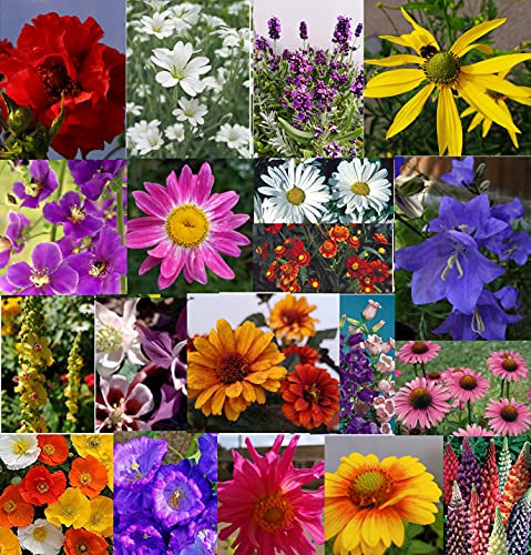 10 Hardy Perennial/Biennial Young Plants Collection - Ready to Plant Out