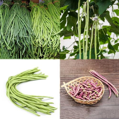 semillas de frijol de jardín - semillas Caupí, jardín rocas resistente patio frijoles bonsái camas elevadas para 350pcs