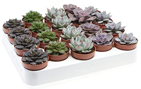 DECOALIVE Suculentas Tipo Echeveria Bandeja de 20 Unidades Plantas Crasas Naturales