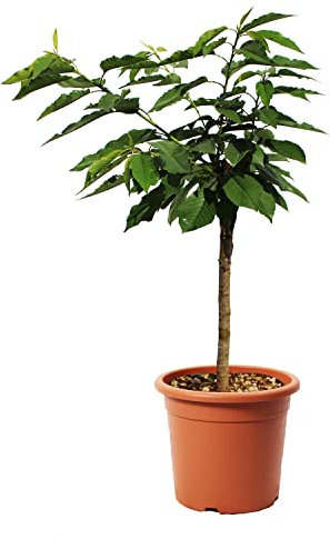 KENTIS - Pianta di Ciliegio Garden Bing Nano - Prunus Avium - Piante Vere da Esterno - Piccolo Alberello da Frutto per Giardino Ciliegia - Vaso da Coltura Ø 24 cm
