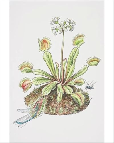 Media Storehouse Venus Fly Trap with Dragonfly and Housefly Print - Print 10x8 (25x20cm) (13560705)