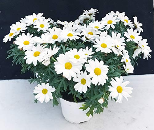 POWERS TO FLOWERS - MARGHERITA BIANCA 3 PIANTE, vaso 14cm, piante vere