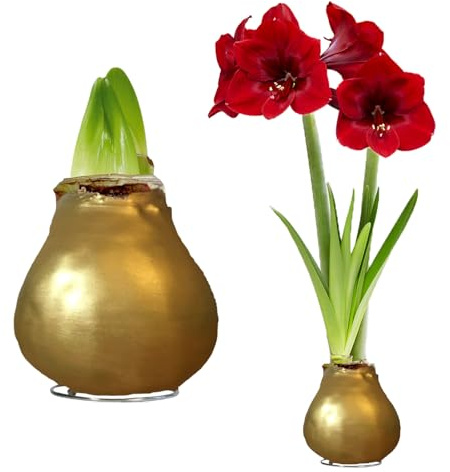 FLORIUM - Wachs Amaryllis Zwiebeln Gold – Wachsamaryllis 28/30 Großformat | 2 Stück | gewachst/wax | ohne Gießen | Exklusive Zimmerpflanzen aus Holland - Hippeastrum (kein glas, vase und Topf)