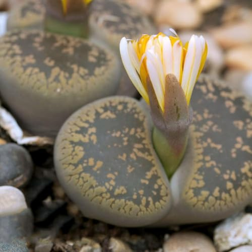 lithopssamen - hauswurz garden zimmerpflanzen succulent sukkulenten echte topf sukkulente steingartenpflanzen winterhart 400samen