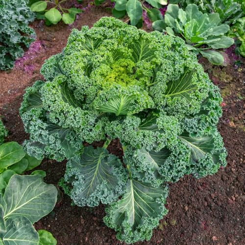 Kale ‘Reflex F1’. Value Plug Plant x 5. Tasty New Strain. Grow Your own Veg. Available from Bedwen Plants