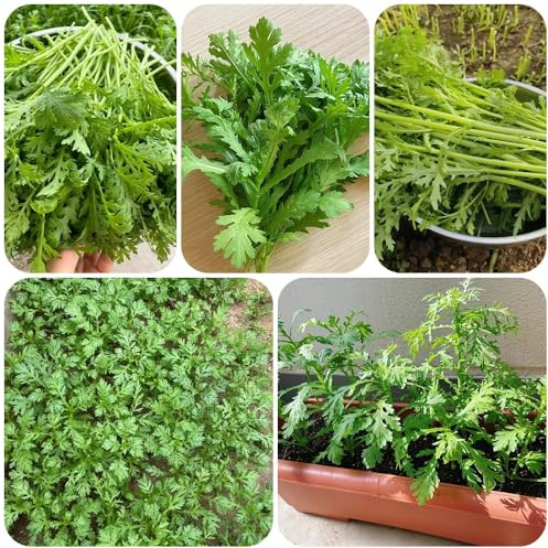 semillas de crisantemo comestibles, Las perennes son perennes resistentes Semillas de crisantemo coronarium, organicas 450pcs