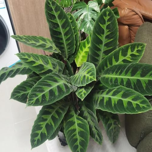 calatheasamen - deko, exotische garten stauden winterhart mehrjährig 120pcs