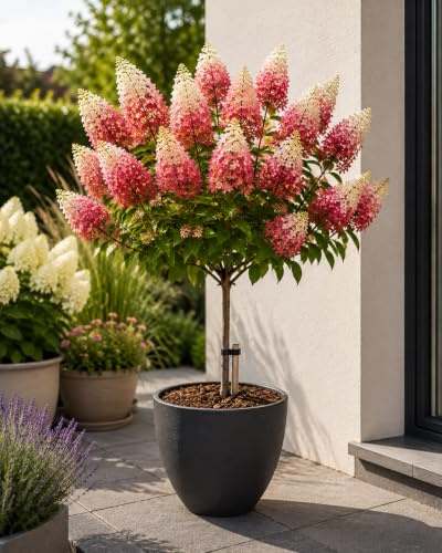 Hydrangea paniculata 'Wim's Red' Stämmchen 100–120 cm – Rispenhortensie auf Stamm – winterhart – rote Blüten – Zierstrauch für Garten, Terrasse, Balkon & Kübel