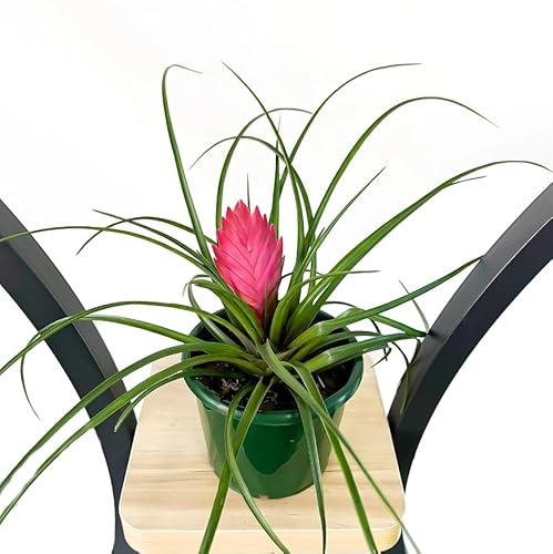 Planta Pluma Rosa - Tillandsia cyanea - Planta Natural Fácil de Cuidar