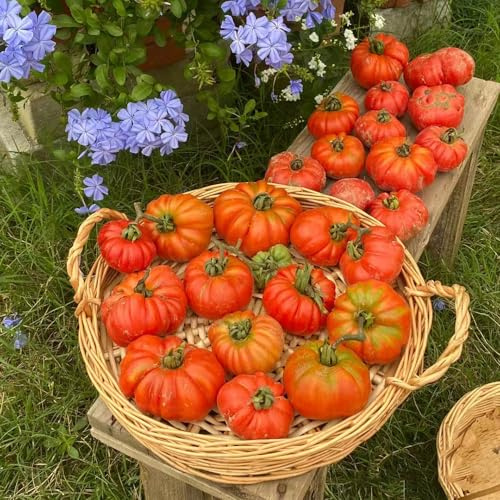 semillas de tomates bistec orgánicos de tomate jardín rocas resistentes, resistentes al invierno para balcones, semillas tomate 250pcs
