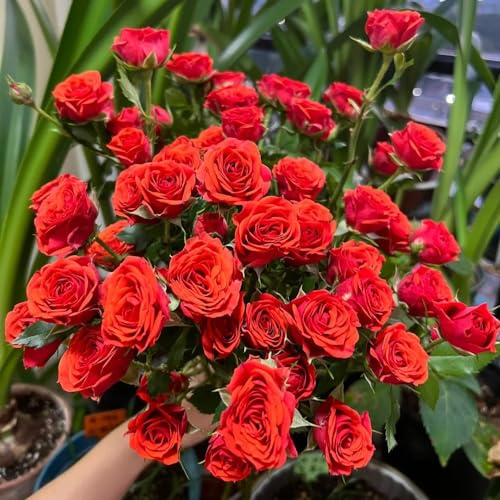 55 piezas semillas de rosas perennes, rosa silvestres Decoración balcón