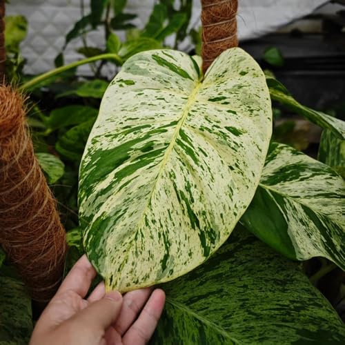Semi di Pothos - decorative per la decorazione pareti sempreverde, resistente al freddo interno ufficio rampicanti biologiche d'appartamento 120pcs