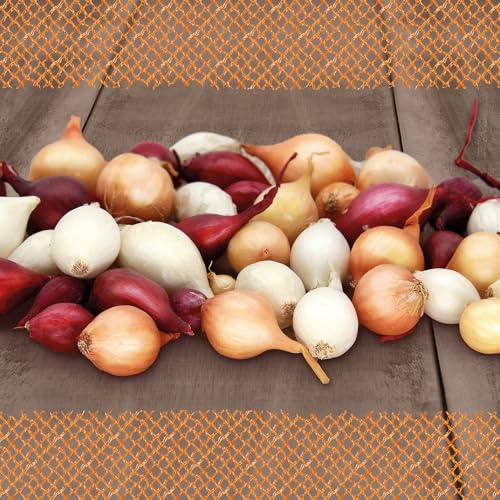 FLORTUS – Wintersteckzwiebel Disco-Mix 500 g Netz zertifiziertes Pflanzgut – Zwiebelgröße 8-21 mm, für den Anbau von gelben, weißen und roten aromatischen Zwiebeln – Ideal für Garten & Hochbeet