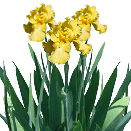 200 semi di iris, facili da piantare con fragranza di iris, piante da giardino, per cortile, 4 semi di germanica, per donne, uomini, bambini, principianti, giardinieri, idea regalo