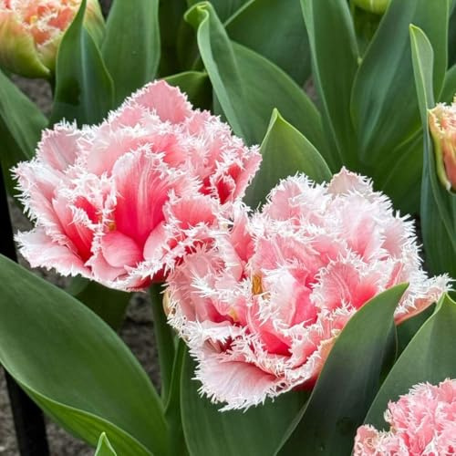 Plant in a Box - Tulipa Queensland - Blumenzwiebeln x15 - Tulpe - Rosa Weiß - Tulpen aus Holland